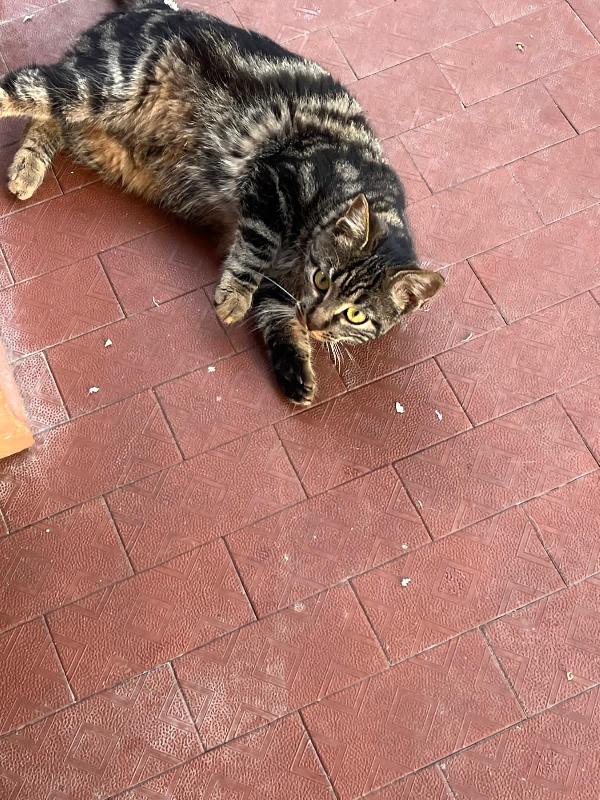 VESPER: MICIA TIGRATA DI 8 MESI CERCA FAMIGLIA Foto 2