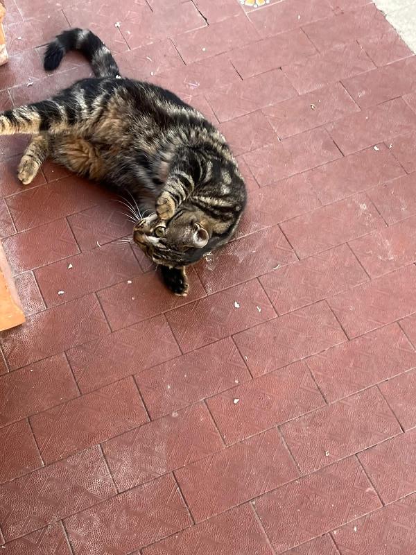 VESPER: MICIA TIGRATA DI 8 MESI CERCA FAMIGLIA Foto 3