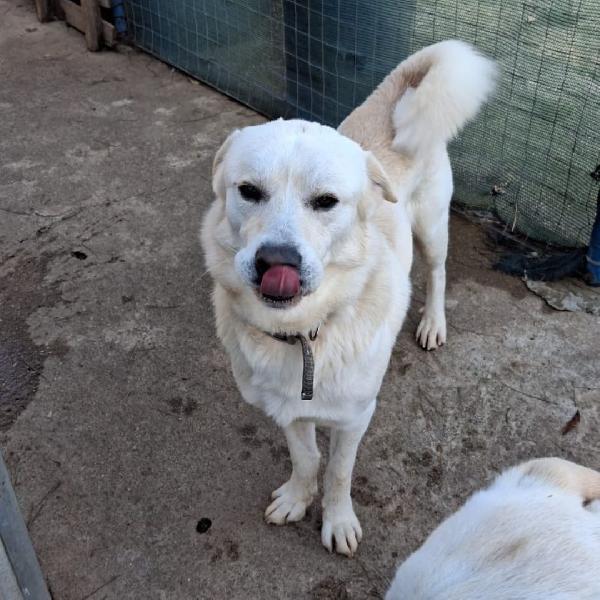 Watson... C'è anche sherlok Foto 2