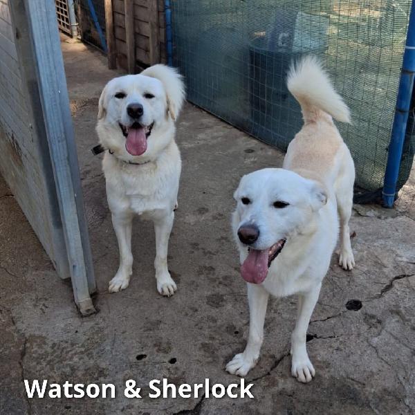 Watson... C'è anche sherlok Foto 5