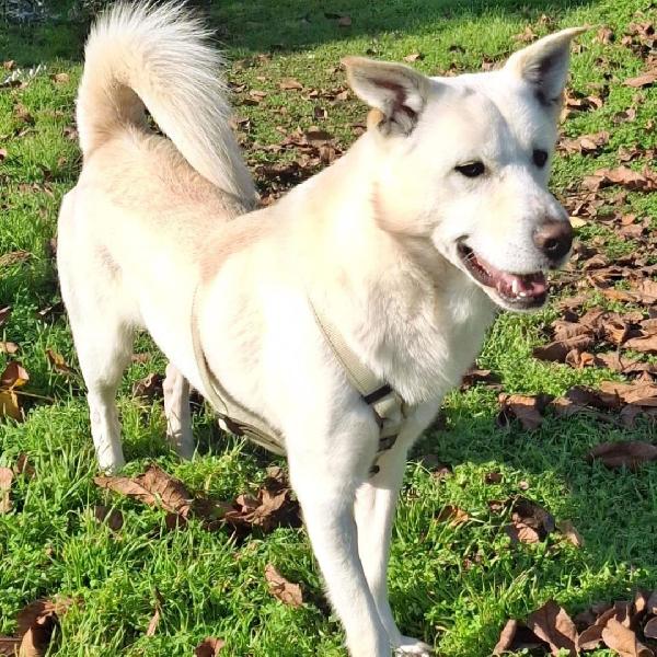 Sherlock 🧞 Foto 2