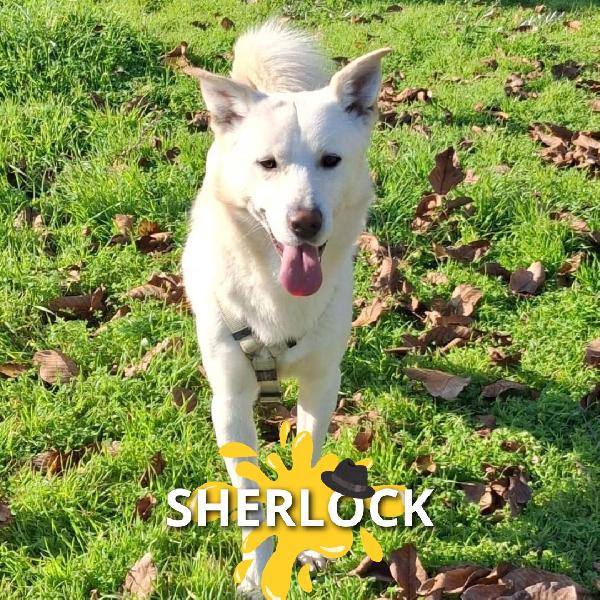 Sherlock 🧞 Foto 3