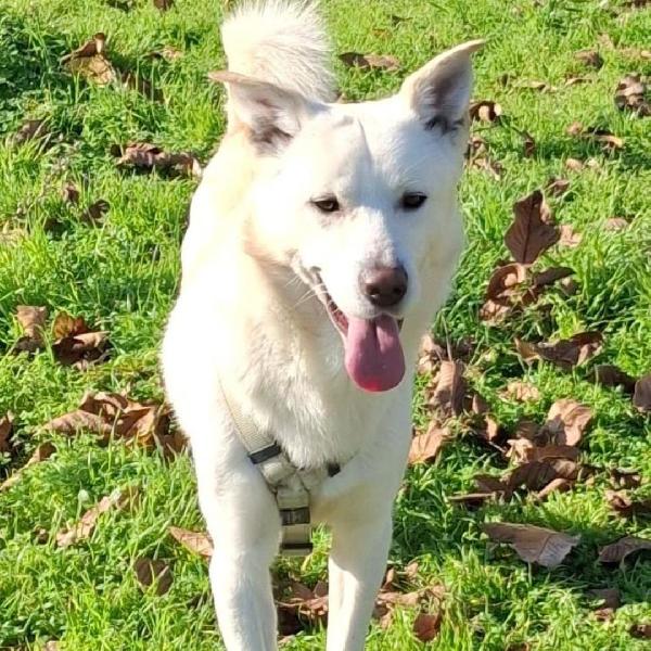 Sherlock 🧞 Foto 4