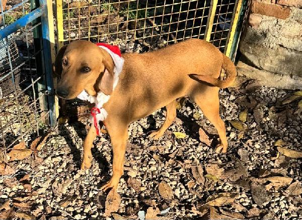 Jack 2 anni Taglia media piccola  Foto 2