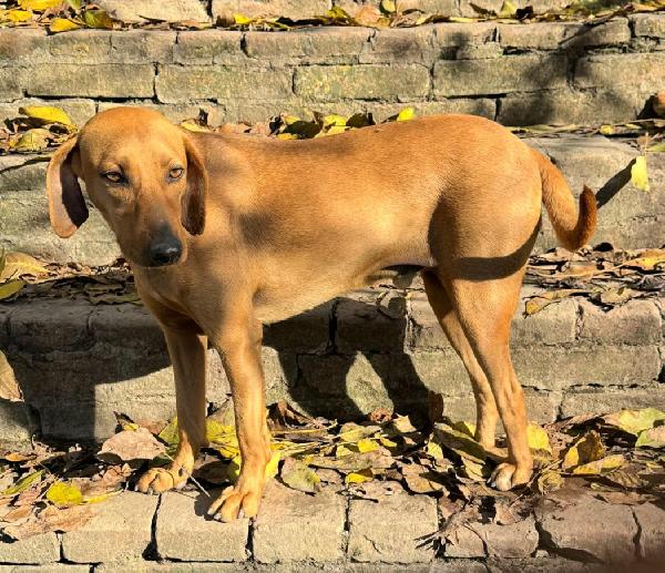 Jack 2 anni Taglia media piccola  Foto 3