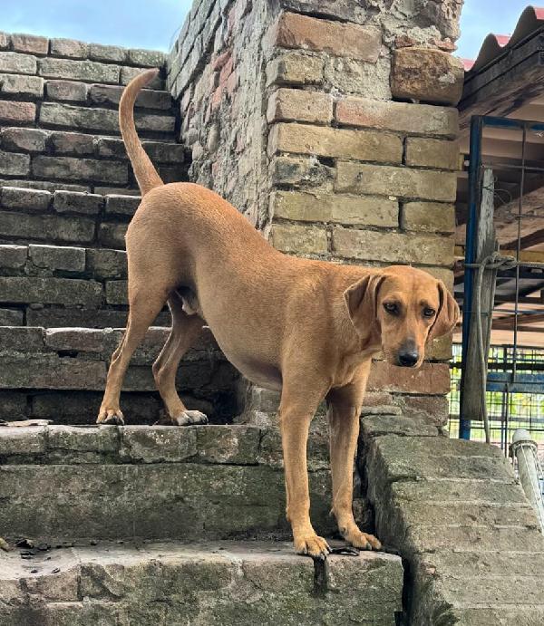 Jack 2 anni Taglia media piccola  Foto 4