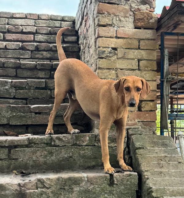 Jack 2 anni Taglia media piccola  Foto 5