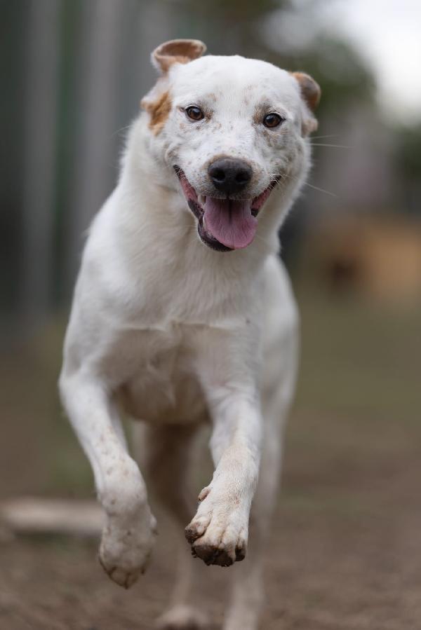 Toby Splendido Dolce Cucciolo Cerca Famiglia 