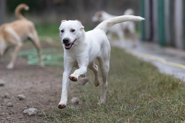 Toby Splendido Dolce Cucciolo Cerca Famiglia  Foto 2