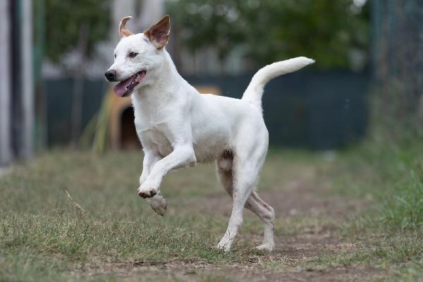 Toby Splendido Dolce Cucciolo Cerca Famiglia  Foto 3