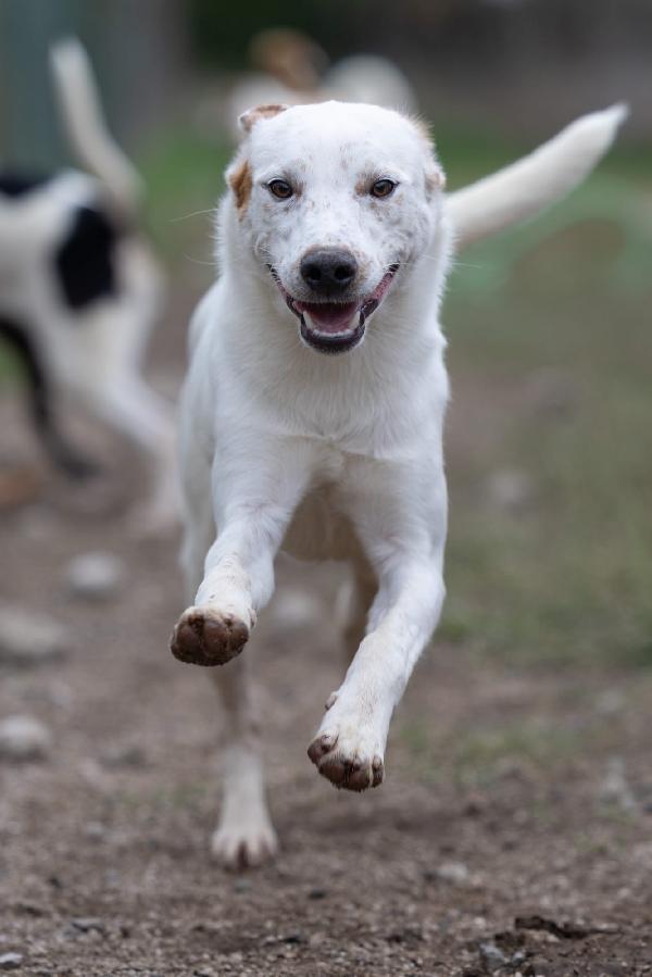 Toby Splendido Dolce Cucciolo Cerca Famiglia  Foto 4