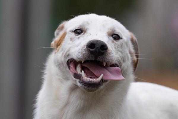 Toby Splendido Dolce Cucciolo Cerca Famiglia  Foto 5
