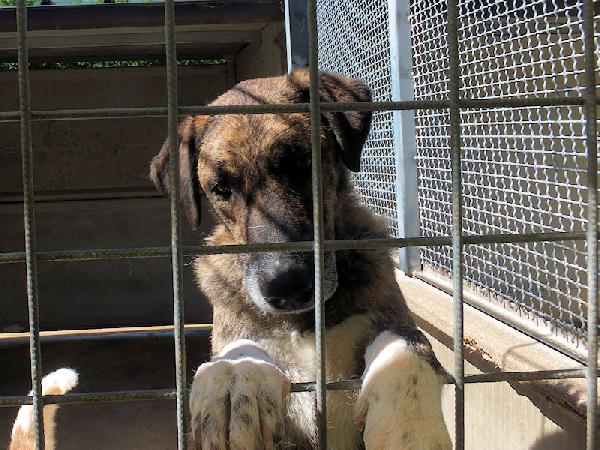 Patato un nome che dice tutto Foto 4