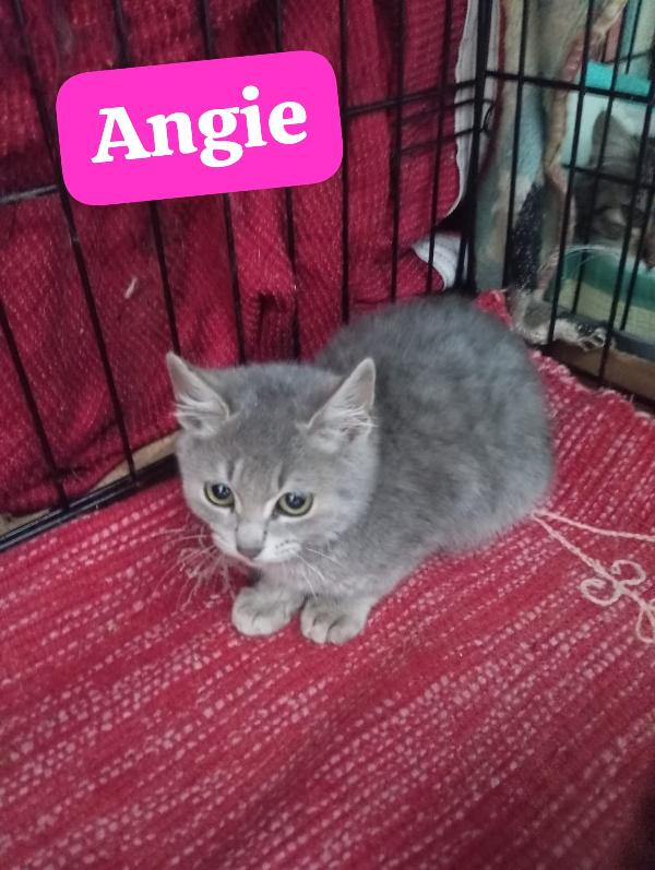 Angie Tre Mesi ,Vi Aspetta 