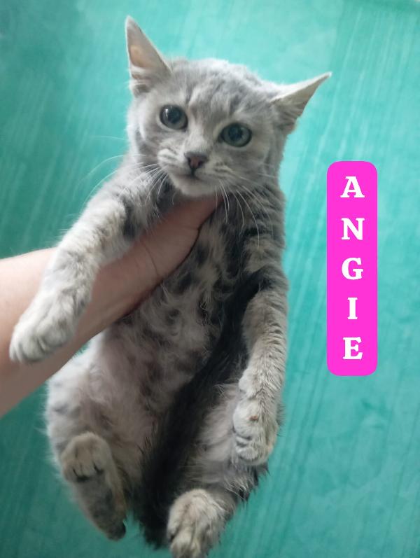 Angie tre mesi ,vi aspetta  Foto 2