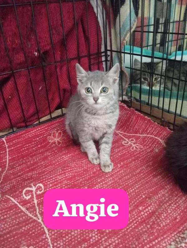 Angie tre mesi ,vi aspetta  Foto 3