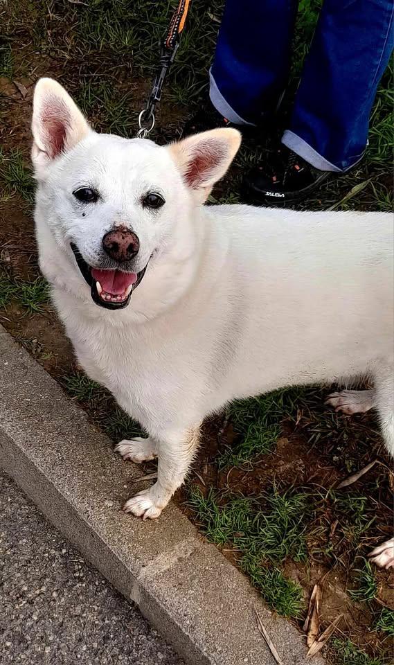 FOX CAGNOLINO CANDIDO Foto 2