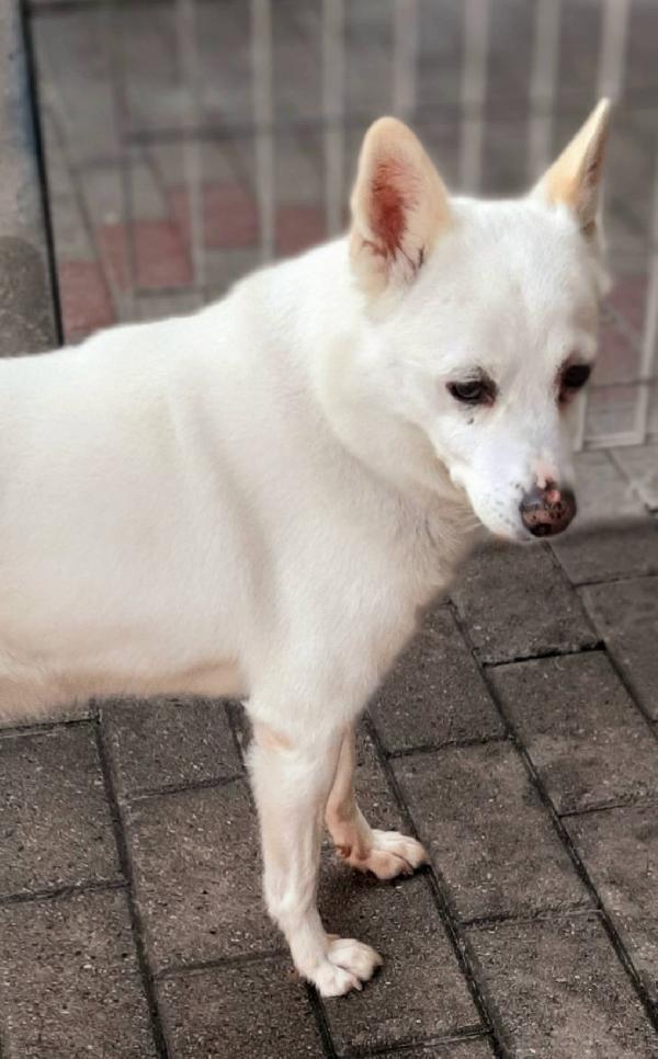 FOX CAGNOLINO CANDIDO Foto 5