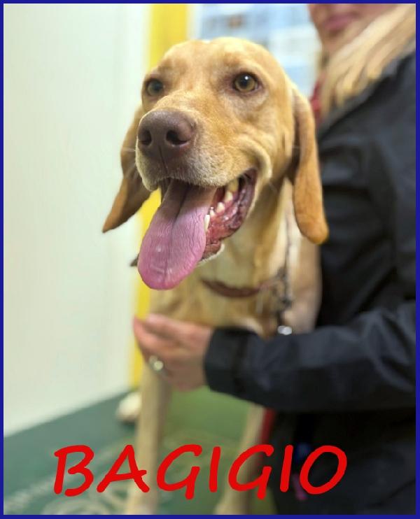 Bagigio Cucciolone Mix Segugio 9 Mesi, Cosi' Bello E Buono Da Sembrare Finto!