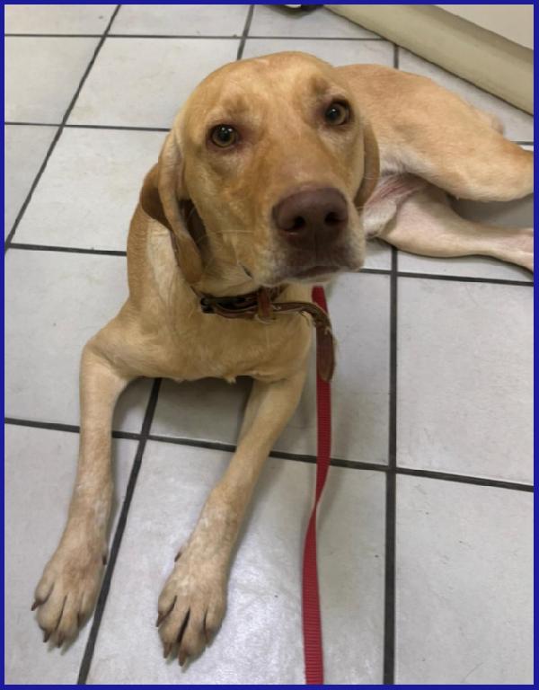 BAGIGIO CUCCIOLONE MIX SEGUGIO 9 MESI, COSI' BELLO E BUONO DA SEMBRARE FINTO! Foto 2