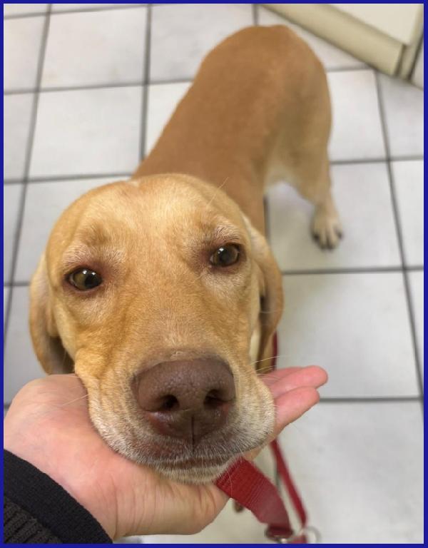 BAGIGIO CUCCIOLONE MIX SEGUGIO 9 MESI, COSI' BELLO E BUONO DA SEMBRARE FINTO! Foto 3