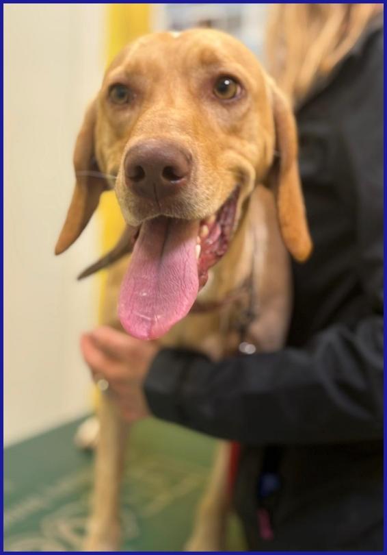 BAGIGIO CUCCIOLONE MIX SEGUGIO 9 MESI, COSI' BELLO E BUONO DA SEMBRARE FINTO! Foto 4