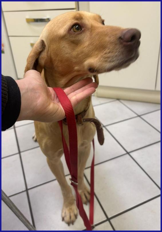 BAGIGIO CUCCIOLONE MIX SEGUGIO 9 MESI, COSI' BELLO E BUONO DA SEMBRARE FINTO! Foto 5