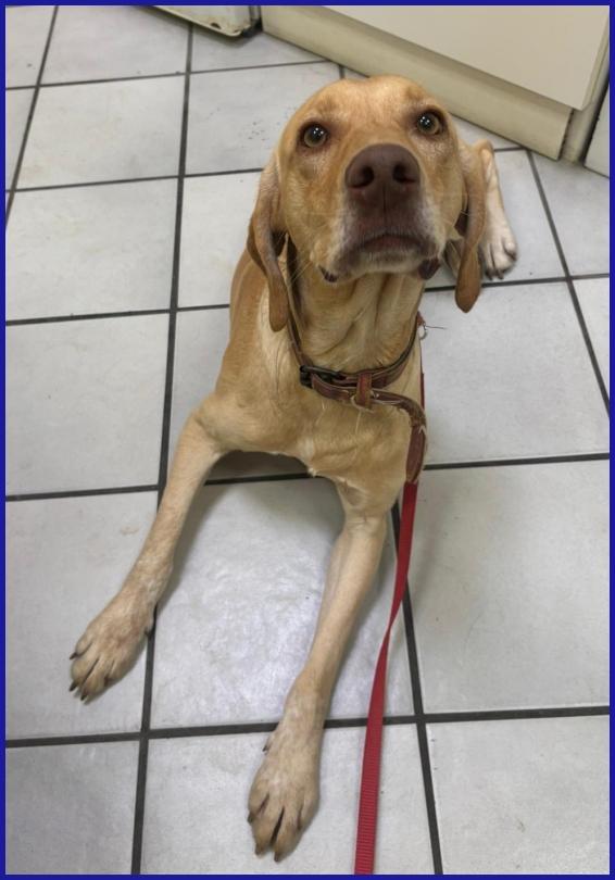 BAGIGIO CUCCIOLONE MIX SEGUGIO 9 MESI, COSI' BELLO E BUONO DA SEMBRARE FINTO! Foto 6