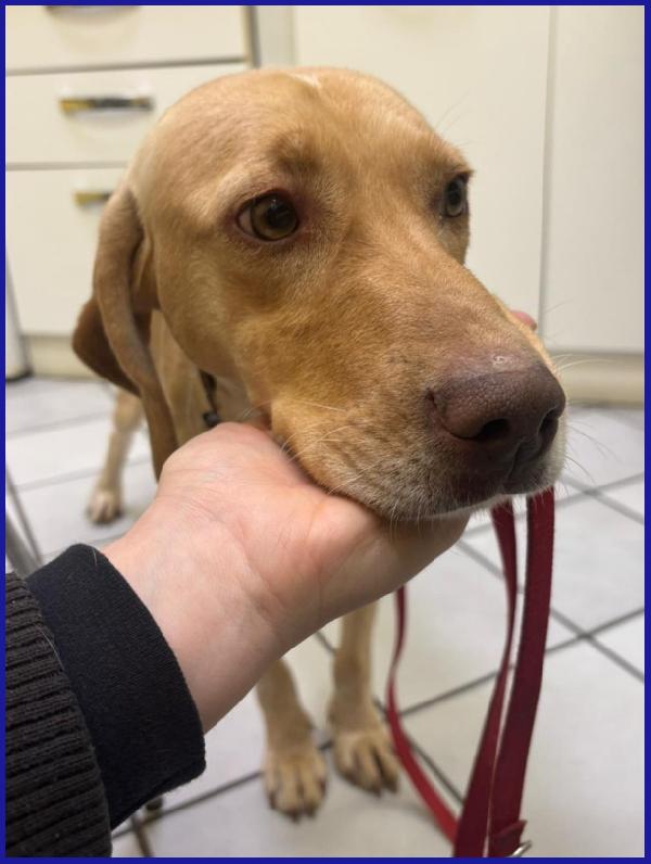 BAGIGIO CUCCIOLONE MIX SEGUGIO 9 MESI, COSI' BELLO E BUONO DA SEMBRARE FINTO! Foto 7