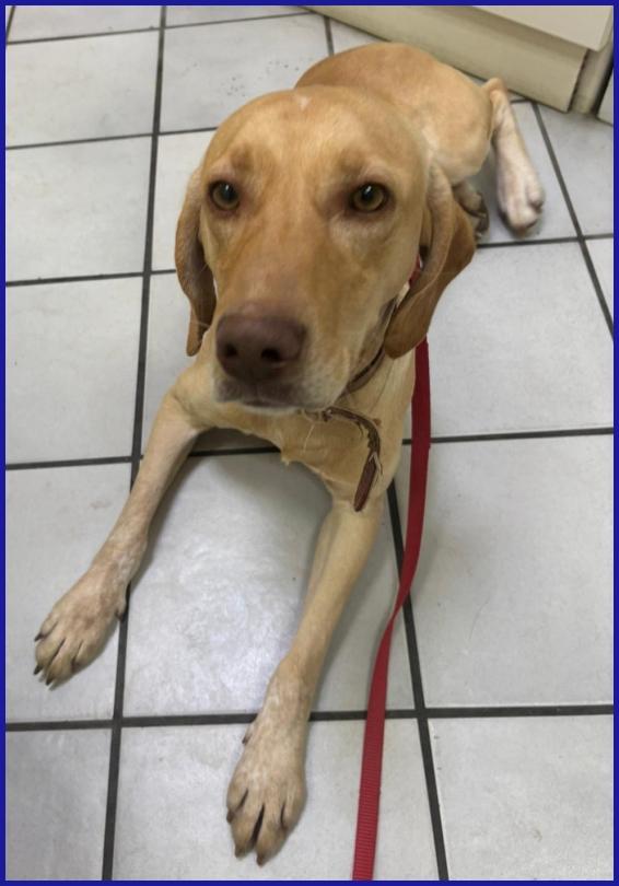 BAGIGIO CUCCIOLONE MIX SEGUGIO 9 MESI, COSI' BELLO E BUONO DA SEMBRARE FINTO! Foto 8