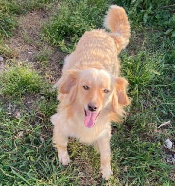 Mirto 3Anni Mix Volpino 7/8Kg Sardegna