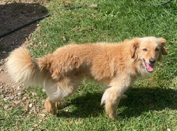 Mirto 3anni mix volpino 7/8kg SARDEGNA Foto 2