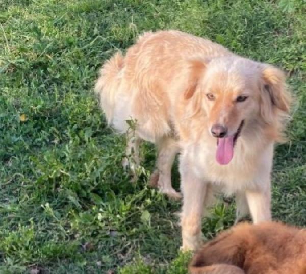 Mirto 3anni mix volpino 7/8kg SARDEGNA Foto 3