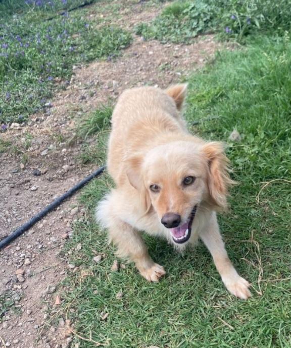 Mirto 3anni mix volpino 7/8kg SARDEGNA Foto 4