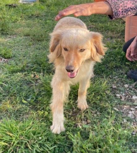 Mirto 3anni mix volpino 7/8kg SARDEGNA Foto 5