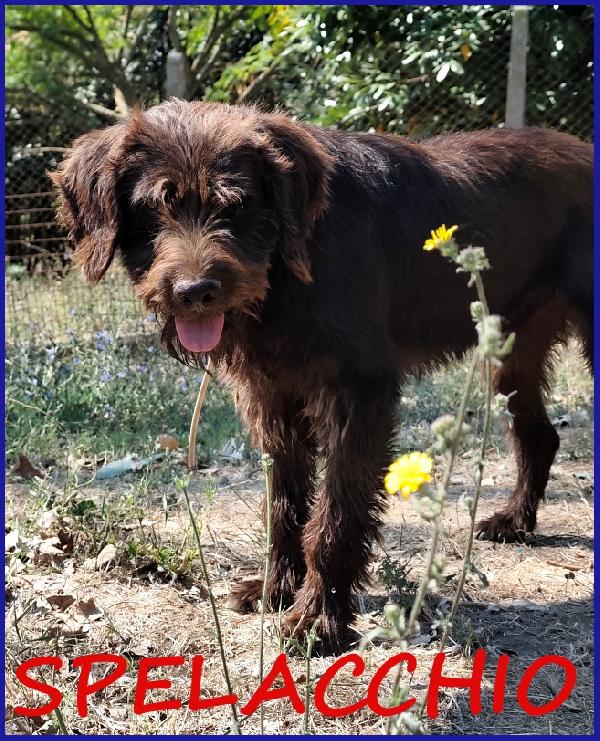 Spelacchio, Ferito Nel Corpo E Nell'anima, Merita Una Vita Serena!