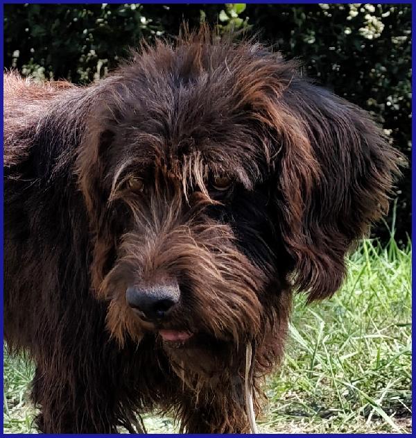 SPELACCHIO, FERITO NEL CORPO E NELL'ANIMA, MERITA UNA VITA SERENA! Foto 2