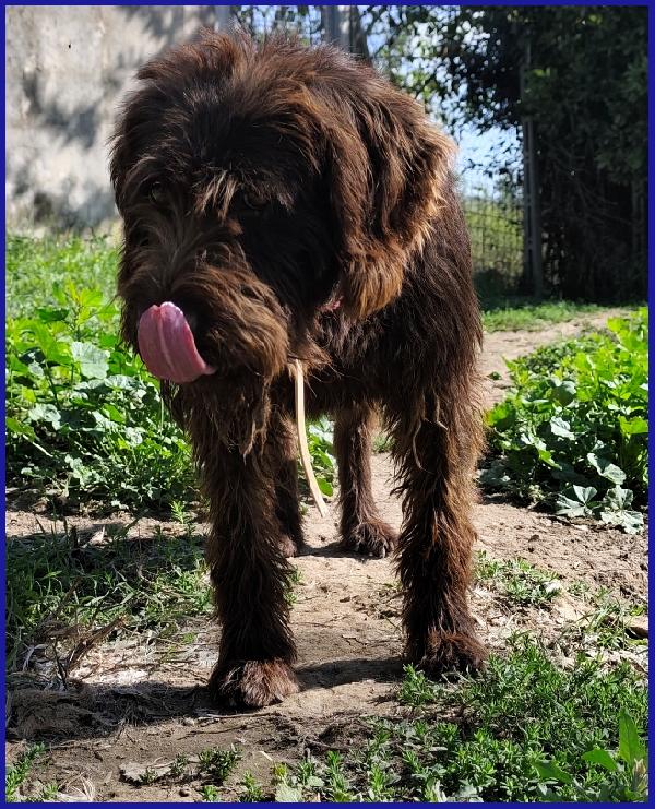 SPELACCHIO, FERITO NEL CORPO E NELL'ANIMA, MERITA UNA VITA SERENA! Foto 4