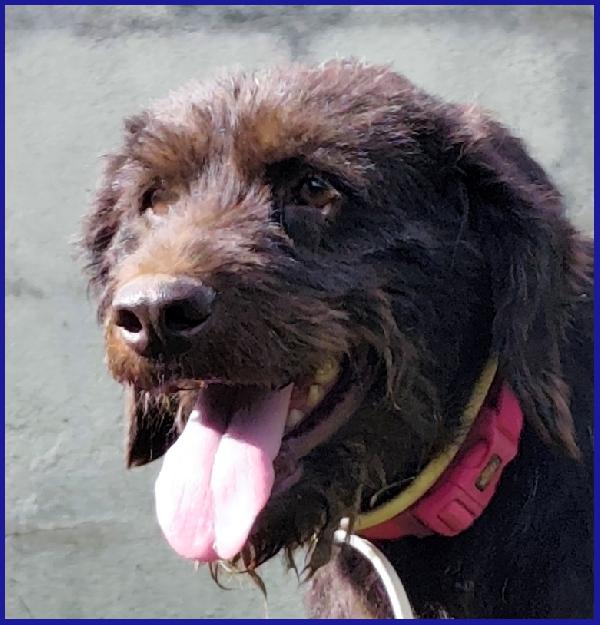 SPELACCHIO, FERITO NEL CORPO E NELL'ANIMA, MERITA UNA VITA SERENA! Foto 5