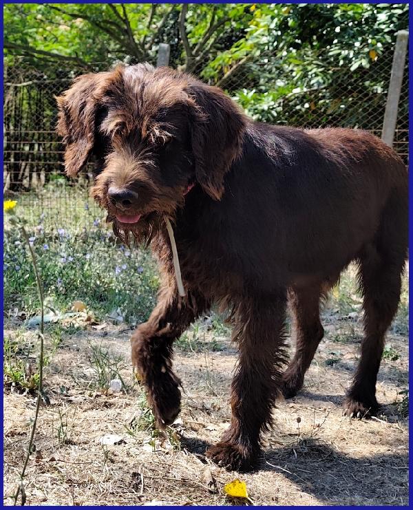 SPELACCHIO, FERITO NEL CORPO E NELL'ANIMA, MERITA UNA VITA SERENA! Foto 6