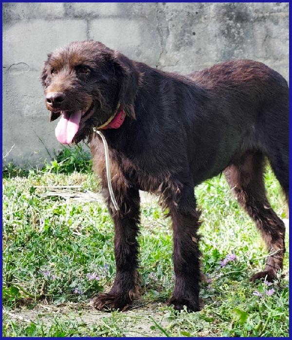 SPELACCHIO, FERITO NEL CORPO E NELL'ANIMA, MERITA UNA VITA SERENA! Foto 7