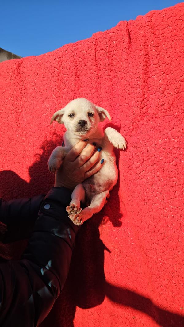 Elios: 2 Mesi Taglia Piccola 