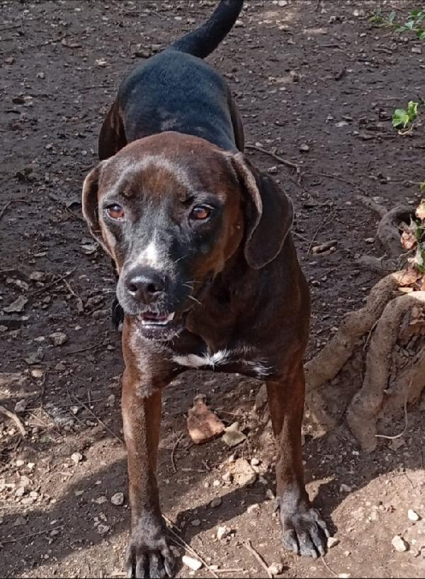 Ciccia Mix Labrador Cioccolato 4/5Anni Napoli