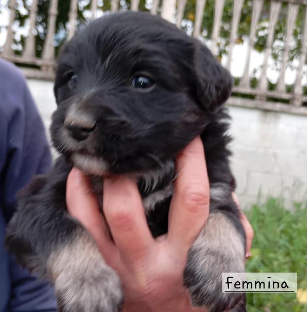 Cucciolotti Di Taglia Media/Piccola 