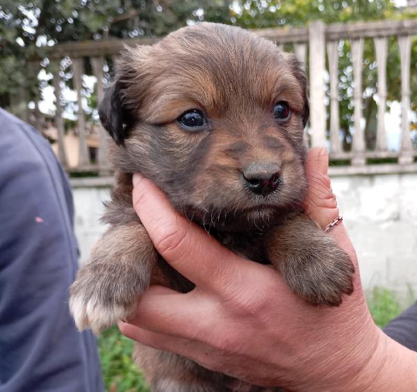 Cucciolotti di taglia media/piccola  Foto 2