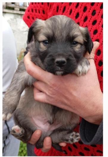 Cucciolotti di taglia media/piccola  Foto 3