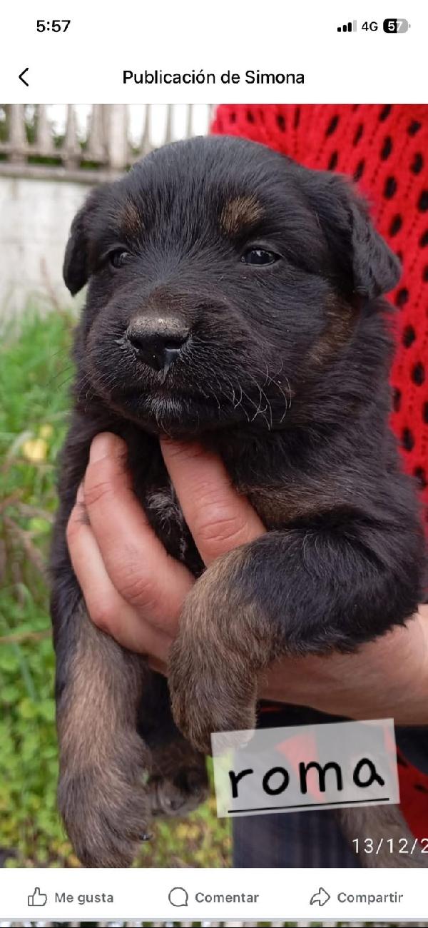 Cucciolotti di taglia media/piccola  Foto 4