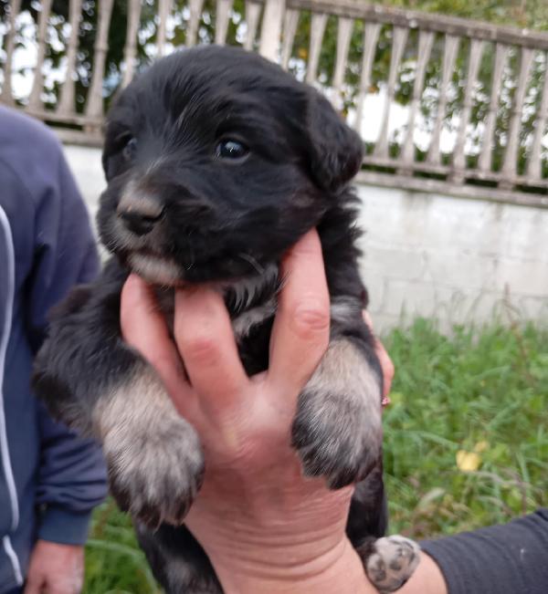 Cucciolotti di taglia media/piccola  Foto 5
