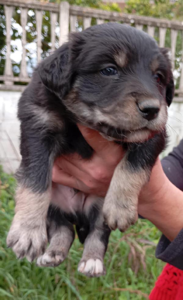 Cucciolotti di taglia media/piccola  Foto 6