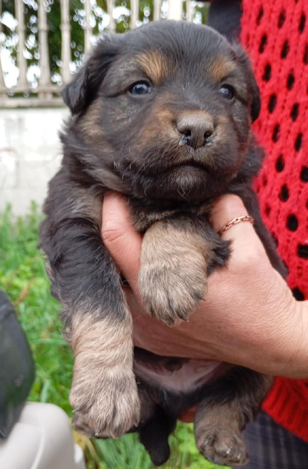 Cucciolotti di taglia media/piccola  Foto 8